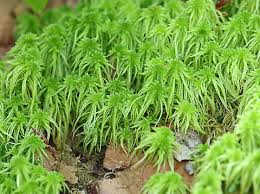 Attēlu rezultāti vaicājumam “Sphagnum squarrosum”