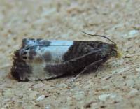 Attēlu rezultāti vaicājumam “Notocelia cynosbatella”