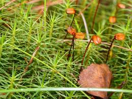 Attēlu rezultāti vaicājumam “Polytrichum juniperinum sporophyte”