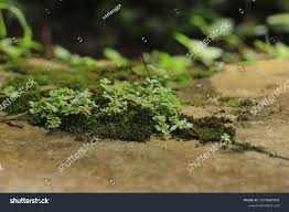 Attēlu rezultāti vaicājumam “Bryales”