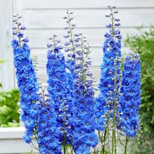 Attēlu rezultāti vaicājumam “Delphinium elatum  flower”