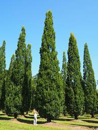 Attēlu rezultāti vaicājumam “Quercus robur Fastigiata”