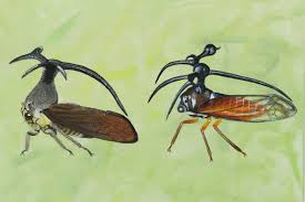 Attēlu rezultāti vaicājumam “Membracidae”