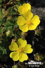 Attēlu rezultāti vaicājumam “Potentilla arenaria flower”