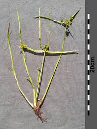 Attēlu rezultāti vaicājumam “Cyperus fuscus”