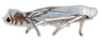 Attēlu rezultāti vaicājumam “Lyonetiidae”