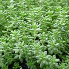 Attēlu rezultāti vaicājumam “Sedum hispanicum”