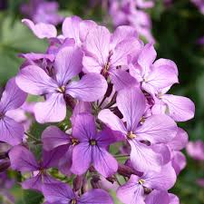 Image result for Lunaria annua
