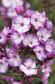 Attēlu rezultāti vaicājumam “Phlox paniculata”