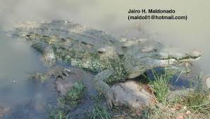 Image result for Crocodylus acutus