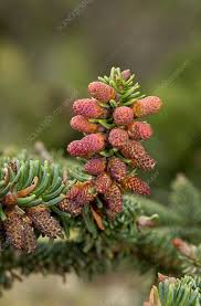 Attēlu rezultāti vaicājumam “Picea abies male flower”