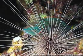 Image result for Sparisoma viride