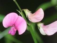 Attēlu rezultāti vaicājumam “Lathyrus sylvestris leaf”