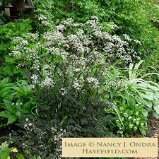 Attēlu rezultāti vaicājumam “Anthriscus”