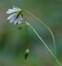 Attēlu rezultāti vaicājumam “Stellaria palustris flower”