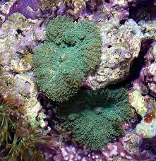 Image result for Anemonenarten