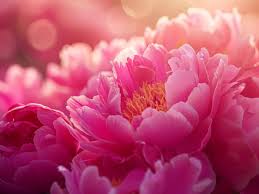 Image result for Pfingstrose