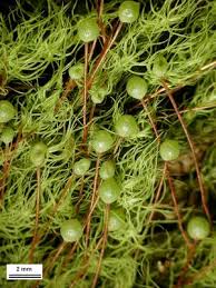 Attēlu rezultāti vaicājumam “Bartramia pomiformis”