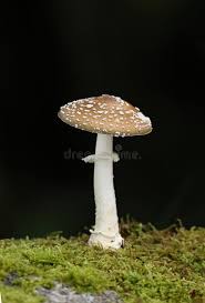Attēlu rezultāti vaicājumam “Amanita excelsa”