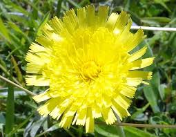 Attēlu rezultāti vaicājumam “Pilosella officinarum leaf”