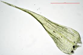 Attēlu rezultāti vaicājumam “Drepanocladus polygamus”