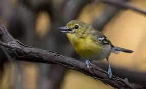 Image result for Vireo flavifrons