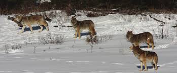 Image result for Weston Rhyn Wolves