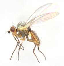 Attēlu rezultāti vaicājumam “Phytomyza minuscula”