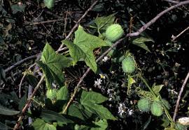 Attēlu rezultāti vaicājumam “Echinocystis lobata fruit”