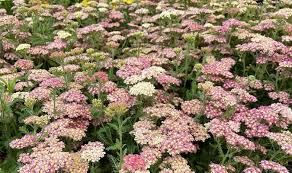 Attēlu rezultāti vaicājumam “Achillea millefolium flower”