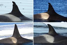 Image result for Orcinus orca