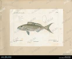 Image result for Aprion virescens