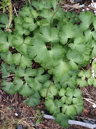 Attēlu rezultāti vaicājumam “Aquilegia vulgaris bud”