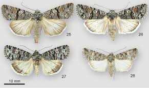 Attēlu rezultāti vaicājumam “Noctuidae”