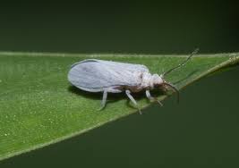 Attēlu rezultāti vaicājumam “Coniopterygidae”