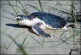Image result for Lepidochelys kempii