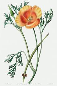 Attēlu rezultāti vaicājumam “Eschscholzia californica leaf”