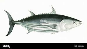 Image result for Katsuwonus pelamis