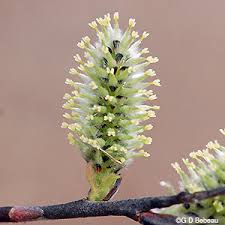 Attēlu rezultāti vaicājumam “Salix myrsinifolia female flower”