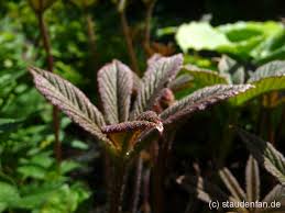 Image result for Rodgersia chocolate wings
