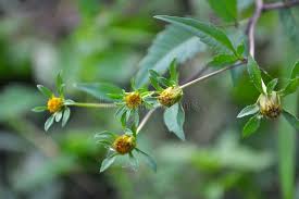 Attēlu rezultāti vaicājumam “Bidens tripartita flower”