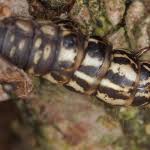 Attēlu rezultāti vaicājumam “Canephora hirsuta”