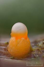 Attēlu rezultāti vaicājumam “Sphaerobolus stellatus”