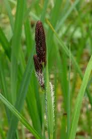 Attēlu rezultāti vaicājumam “Carex acutiformis”