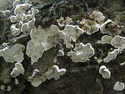 Attēlu rezultāti vaicājumam “Skeletocutis”