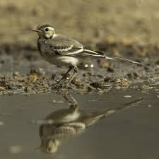 Attēlu rezultāti vaicājumam “Motacilla alba juvenile”
