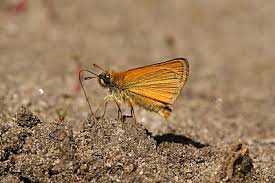 Attēlu rezultāti vaicājumam “Thymelicus lineola underside”