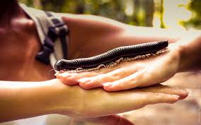 Image result for синхараджа