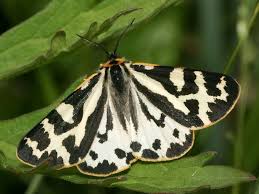 Attēlu rezultāti vaicājumam “Parasemia plantaginis”