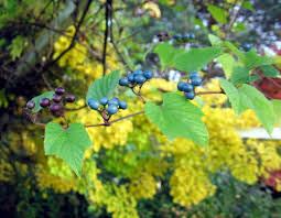 Attēlu rezultāti vaicājumam “Ampelopsis glandulosa var. brevipedunculata”